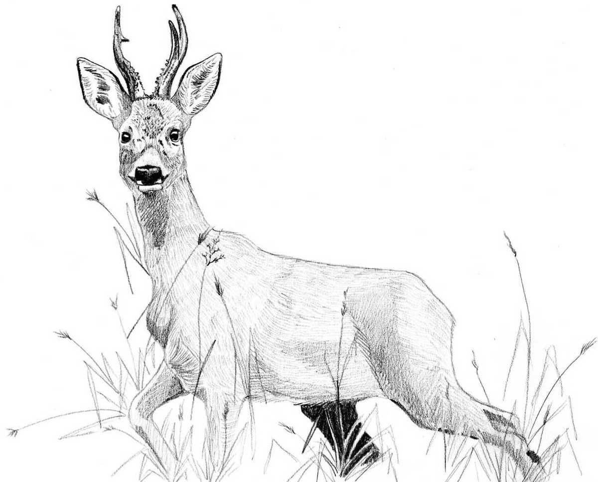 CHASSE 03