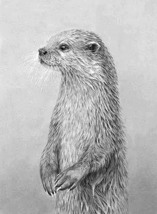 loutre 1