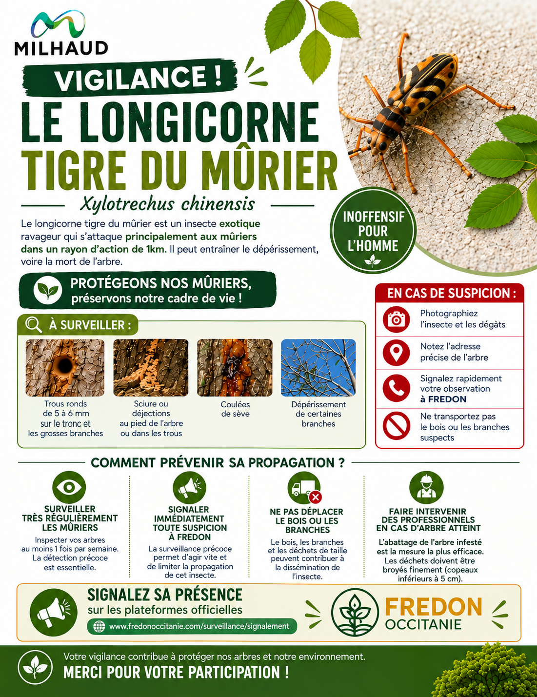 LONGICORNE TIGRE modif 1 08 09 2026